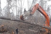#video Obupani orangutan skuša svoj dom ubraniti pred buldožerjem