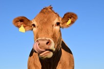 Bolgarske krave, ki je zatavala v Srbijo, se bodo verjetno vendarle usmilili