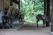 #foto Obiskovalcem živalskega vrta odslej na ogled severni jeleni, kmalu tudi levi