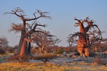 Umiranje več tisoč let starih dreves kruhovcev v Afriki 