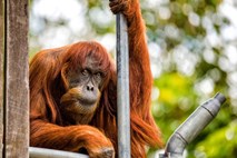 Poginila je najstarejša sumatranska orangutanka na svetu 