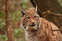 Projekt LIFE Lynx za preprečitev izumrtja največje divjinske mačke - risa