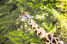 Svetovni dan žiraf: v živalskem vrtu danes in jutri v ospredju žirafe