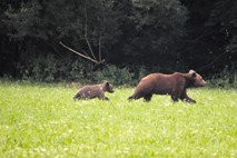 Po Ljubljanskem barju se sprehaja medvedka z mladičem
