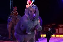 #video Cirkuški slon se je zrušil med občinstvo, društva za zaščito živali na nogah