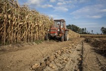 Traktor v vinogradu pokopal voznika