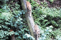 Skriti živalski vrt: trije plenilci so si razdelili rožniški gozd