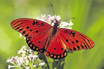 #video Sir David Attenborough poziva k štetju metuljev v Veliki Britaniji
