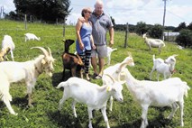 Podjetje v Ljubljani “zamenjal” za rejo koz v Beli krajini
