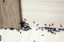 Ena mravlja napoveduje prihod kolonije