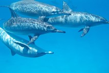 Pri Kornatih v Jadranskem morju opazili jato z več kot 50 navadnimi delfini