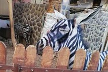 Iz egiptovskega živalskega vrta sporočajo: osla nismo pobarvali v zebro!