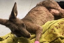 Prestrašen kenguru vdrl v stanovanje 