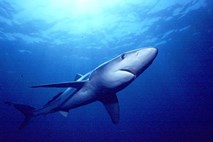 Čeh žrtev morskega psa v Rdečem morju