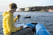 Morigenos, Daphne in Nevio so najpopularnejši delfini v slovenskem morju
