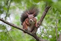 Nemec zaradi veverice, ki ga je »zalezovala«, na pomoč poklical policijo