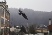 Pametne vrane bodo v francoskem zabaviščnem parku pobirale smeti