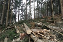 Sanacija gozdov po decembrskem vetrolomu še v teku