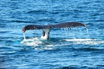 Japonska ulovila 177 kitov