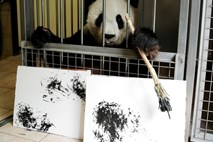 #foto Panda Yang Yang v dunajskem živalskem vrtu navdušuje s slikanjem 