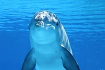 Zaradi pohotnega delfina za kopalce zaprli plažo v Bretaniji