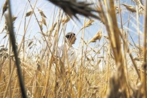 Klavrn pridelek pšenice, kmetje ogorčeni nad ceno
