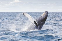 Slovenija prevzela predsedovanje mednarodni komisiji za kitolov