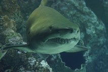 Dva napada morskih psov na priljubljenih avstralskih otokih