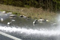 #video Orkan Florence za seboj pustil avtocesto, polno rib