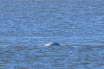 V Temzo zašel izgubljeni kit