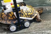 #video Poškodovana želva dobila invalidski voziček, izdelan iz lego kock