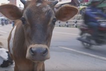 #video Možakar iz Nepala s svojim motorjem rešuje zapuščene krave