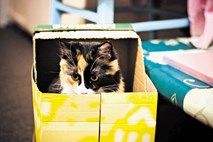 Zakaj imajo mačke rade škatle