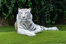 Beli tiger na Japonskem ubil oskrbovalca 