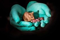 V laboratoriju so se skotile miši, ki imajo dve materi  in so brez očeta