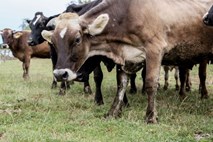 Na škotski kmetiji potrdili primer bolezni norih krav
