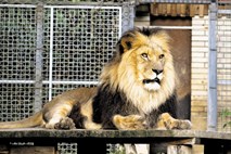 V indianapoliškem živalskem vrtu levinja ubila leva, očeta njenih treh mladičkov