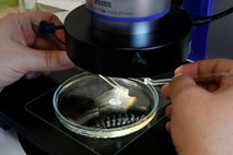 Znanstveniki prvič odkrili mikroplastiko pri človeku