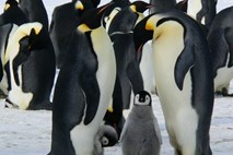 #video Istospolna pingvina postala starša