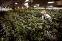 V Kanadi primanjkuje legalizirane marihuane 