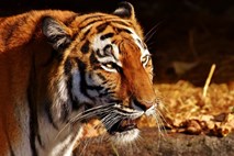 V Indiji ubili tigrico, ki naj bi pokončala več kot deset ljudi