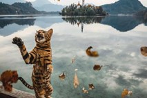 #video Bengalska mačka z milijonom sledilcev obiskala Bled 