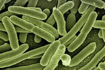 Superbakterije v Evropi vsako leto ubijejo 33.000 ljudi 