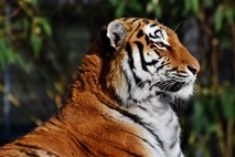 Kitajska preložila odpravo prepovedi trgovanja z deli tigrov in nosorogov 