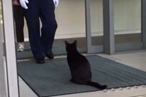 #video Umetniško navdahnjena mačka hočeta vstopiti v muzej 