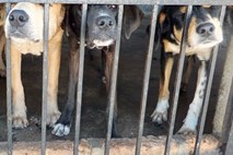 V Južni Koreji zaprli največjo klavnico psov