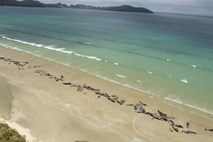 Na Novi Zelandiji poginilo več kot 140 kitov