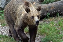 V Kanadi medved ubil mlado mamico in njeno 10-mesečno hči 