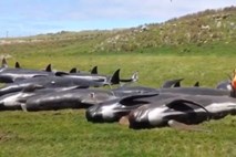 Nasedanje kitov na Novi Zelandiji: znova poginilo 51 mrkih pliskavk