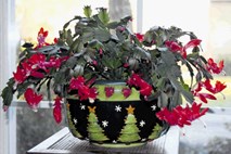 Božični kaktusi: Domove krasijo tudi do trideset let
